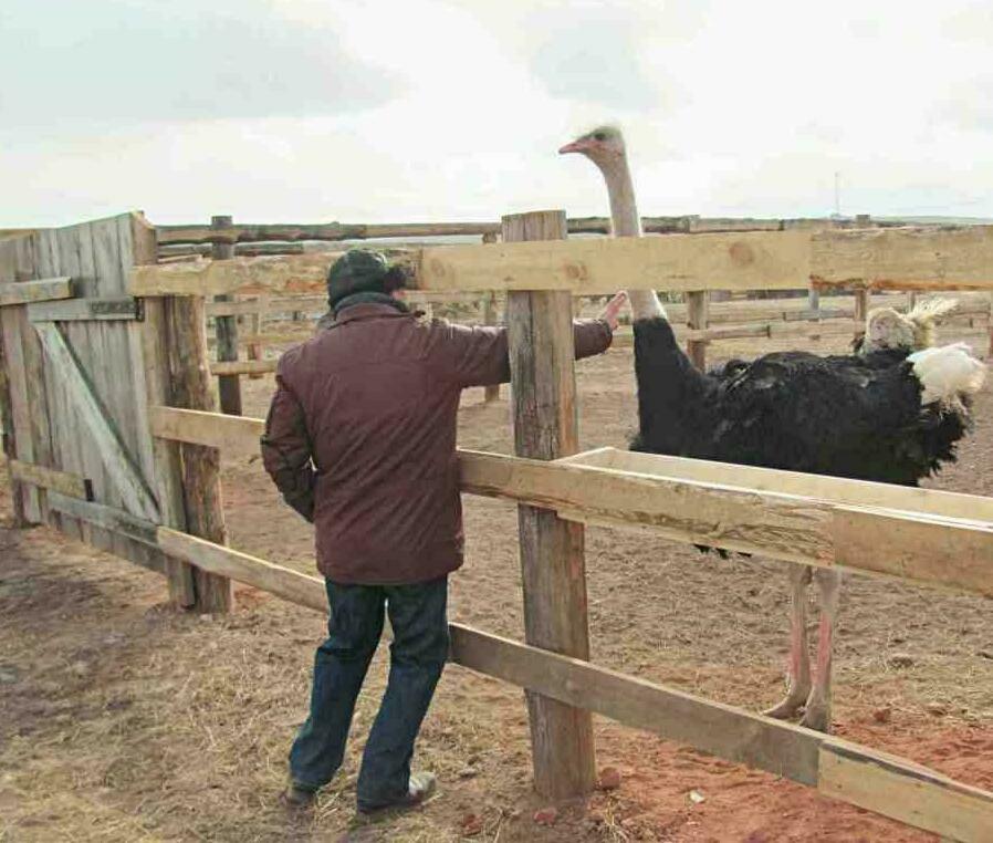 усадьба Сибирское подворье usad'ba Sibirskoye podvor'ye